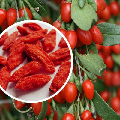 Goji Berry Desidratado